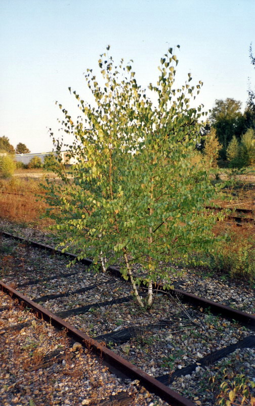 Triste réalité à la gare de Yèbles-Guignes au 18 septembre 2002